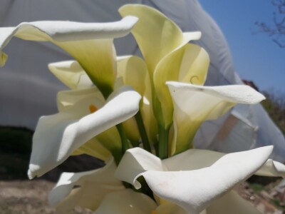 Proizvodnja cveća- isplativ biznis na malim površinama