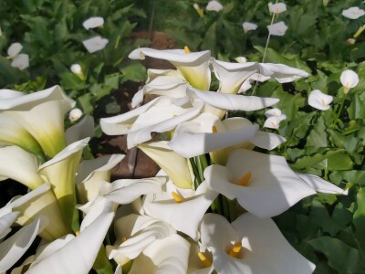 Proizvodnja cveća- isplativ biznis na malim površinama