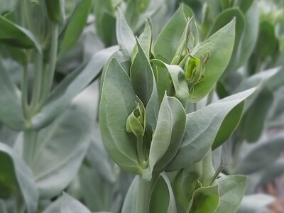 Proizvodnja cveća- isplativ biznis na malim površinama