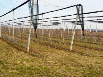 PROIZVODNjA JABUKA, UNOSAN POSAO