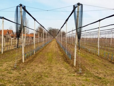 PROIZVODNjA JABUKA, UNOSAN POSAO