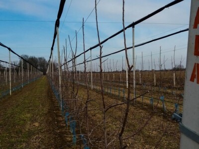 PROIZVODNjA JABUKA, UNOSAN POSAO