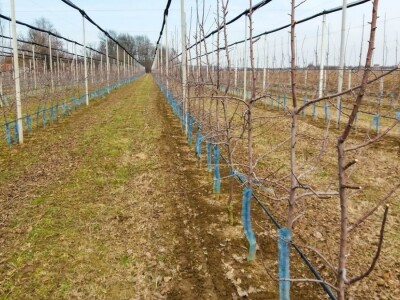 PROIZVODNjA JABUKA, UNOSAN POSAO