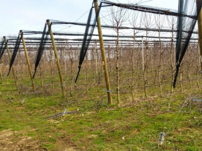 PROIZVODNjA JABUKA, UNOSAN POSAO