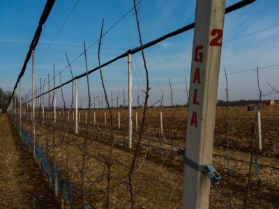 PROIZVODNjA JABUKA, UNOSAN POSAO