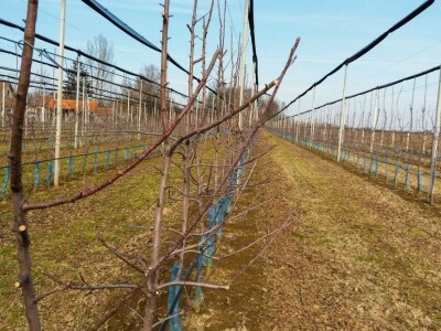 PROIZVODNjA JABUKA, UNOSAN POSAO