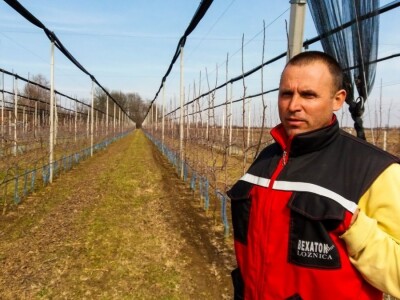 PROIZVODNjA JABUKA, UNOSAN POSAO