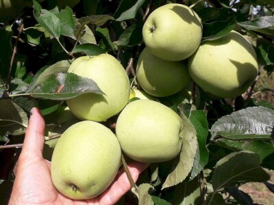 Proizvodnja jabuke u Hrvatskoj