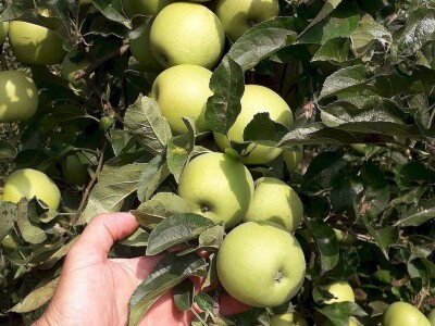 Proizvodnja jabuke u Hrvatskoj