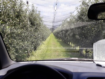 Proizvodnja jabuke u Hrvatskoj