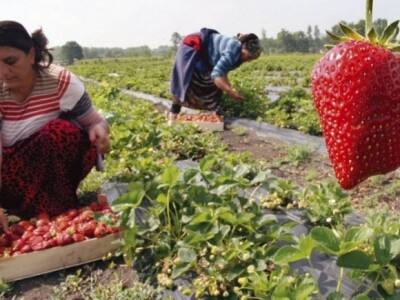 Proizvodnja jagoda - BPZ Imoćanka
