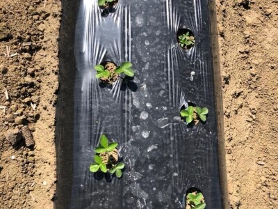 proizvodnja jagode proizvodnja jagode