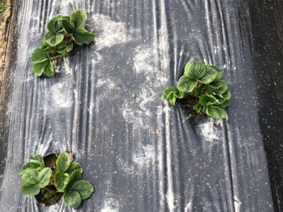 proizvodnja jagode proizvodnja jagode