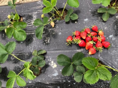 proizvodnja jagode proizvodnja jagode