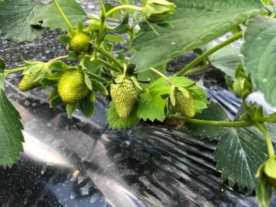 proizvodnja jagode proizvodnja jagode