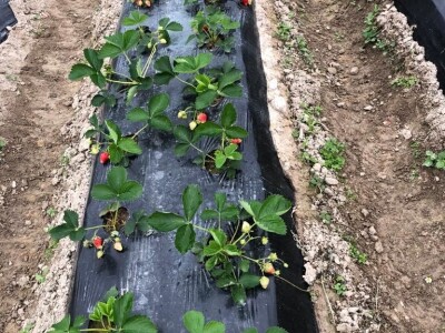 proizvodnja jagode proizvodnja jagode