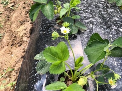 proizvodnja jagode proizvodnja jagode