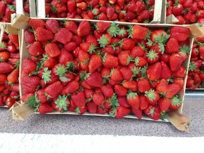 Proizvodnja jagode je težak, ali unosan posao Proizvodnja jagode je težak, ali unosan posao