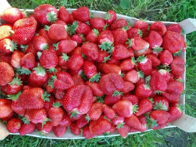 Proizvodnja jagode je težak, ali unosan posao Proizvodnja jagode je težak, ali unosan posao