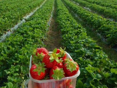 Proizvodnja jagode je težak, ali unosan posao Proizvodnja jagode je težak, ali unosan posao
