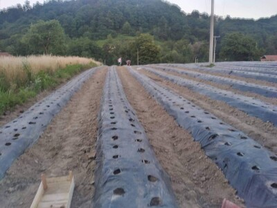 Proizvodnja jagode je težak, ali unosan posao Proizvodnja jagode je težak, ali unosan posao