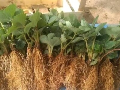 Proizvodnja jagode je težak, ali unosan posao Proizvodnja jagode je težak, ali unosan posao