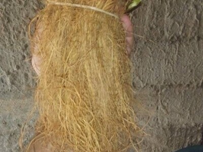 Proizvodnja jagode je težak, ali unosan posao Proizvodnja jagode je težak, ali unosan posao