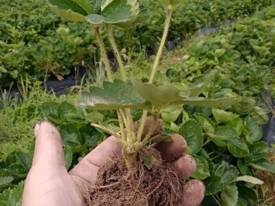 Proizvodnja jagode je težak, ali unosan posao Proizvodnja jagode je težak, ali unosan posao