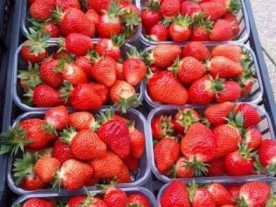 Proizvodnja jagode je težak, ali unosan posao Proizvodnja jagode je težak, ali unosan posao