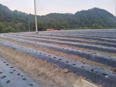 Proizvodnja jagode je težak, ali unosan posao Proizvodnja jagode je težak, ali unosan posao