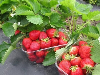 Proizvodnja jagode je težak, ali unosan posao Proizvodnja jagode je težak, ali unosan posao