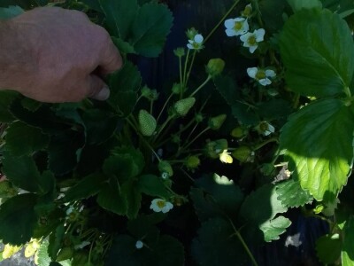 Proizvodnja jagode je težak, ali unosan posao Proizvodnja jagode je težak, ali unosan posao