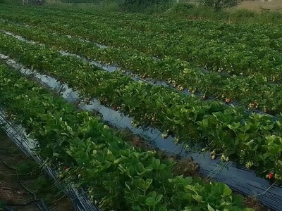 Proizvodnja jagode je težak, ali unosan posao Proizvodnja jagode je težak, ali unosan posao