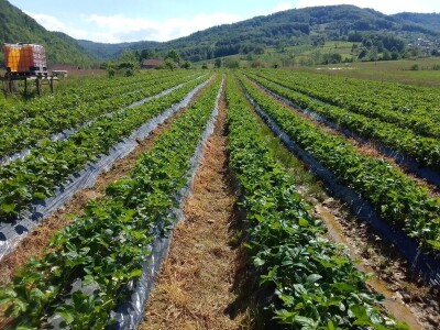 Proizvodnja jagode je težak, ali unosan posao Proizvodnja jagode je težak, ali unosan posao