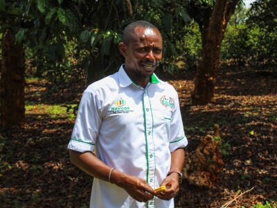 Proizvodnja kave u Keniji