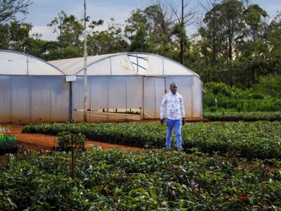 Proizvodnja kave u Keniji