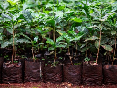 Proizvodnja kave u Keniji