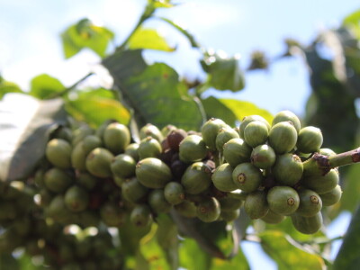 Proizvodnja kave u Keniji