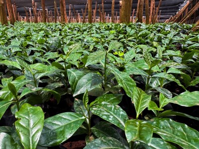 Proizvodnja kave u Keniji