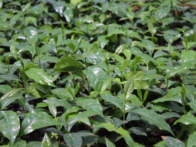 Proizvodnja kave u Keniji