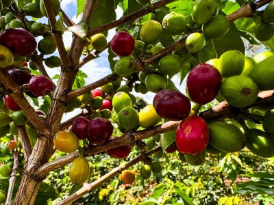 Proizvodnja kave u Keniji