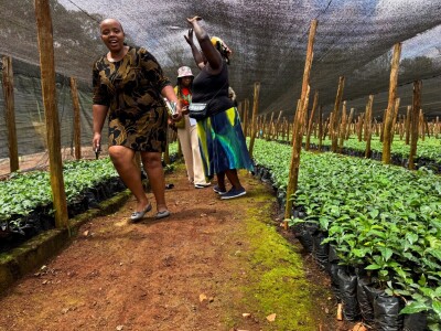 Proizvodnja kave u Keniji