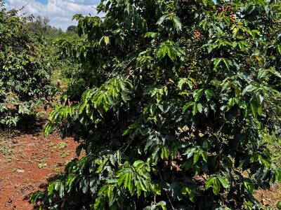 Proizvodnja kave u Keniji