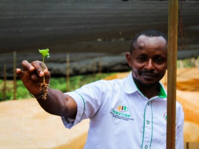 Proizvodnja kave u Keniji