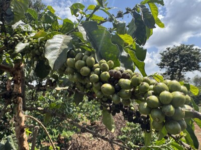Proizvodnja kave u Keniji