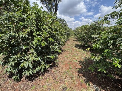 Proizvodnja kave u Keniji