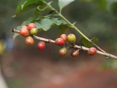 Proizvodnja kave u Keniji