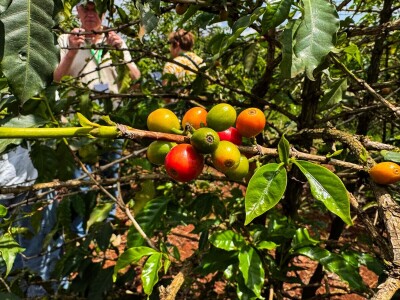 Proizvodnja kave u Keniji