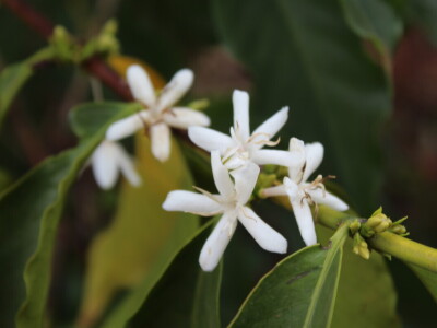 Proizvodnja kave u Keniji
