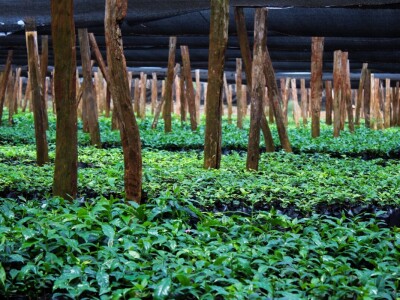 Proizvodnja kave u Keniji